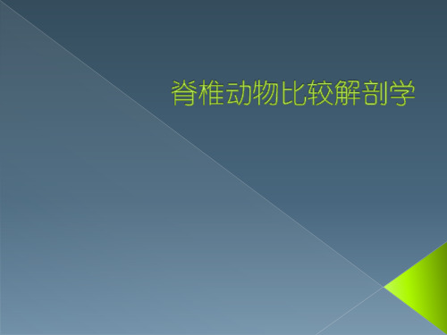 脊椎动物比较解剖学