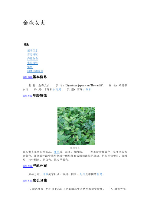 金森女贞