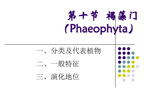 褐藻门(Phaeophyta)