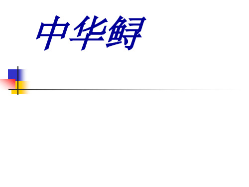 中华鲟
