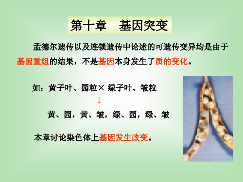 遗传学第三版课件(T)第十章 基因突变