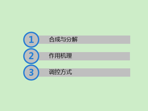 吲哚乙酰胺途径