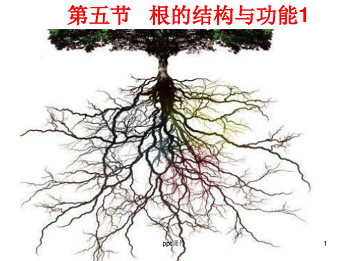 根的结构与功能  ppt课件