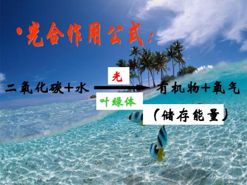 5.2呼吸作用