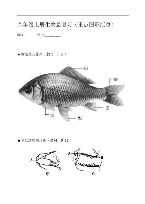 八年级上册生物总复习题(重点图形汇总).doc