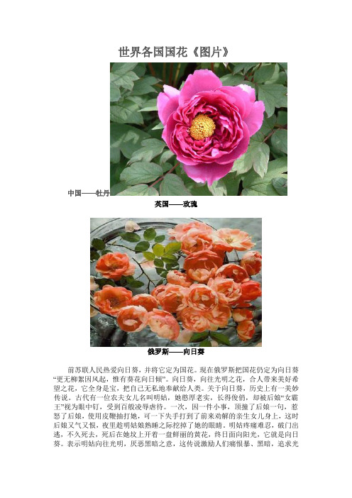 世界各国国花《图片》
