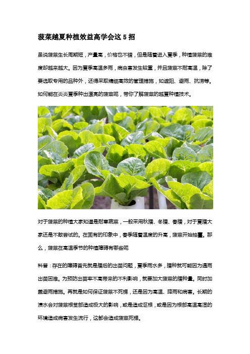 菠菜越夏种植效益高学会这5招