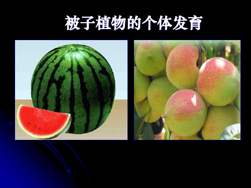 植物的个体发育(高二生物)精品PPT课件