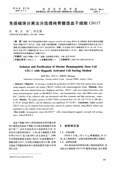 免疫磁珠分离法分选提纯骨髓造血干细胞CD117