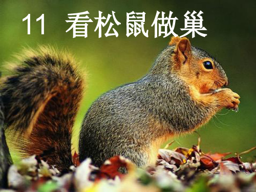 四年级语文上册第四单元看松鼠做巢3鄂教版精品 课件 