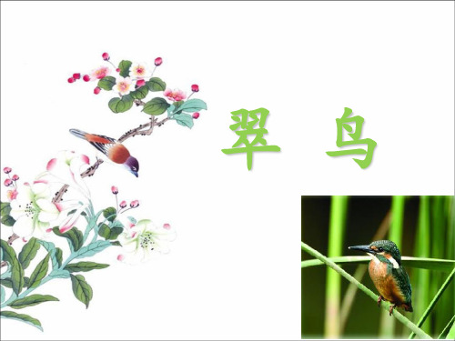 《翠鸟》课件5