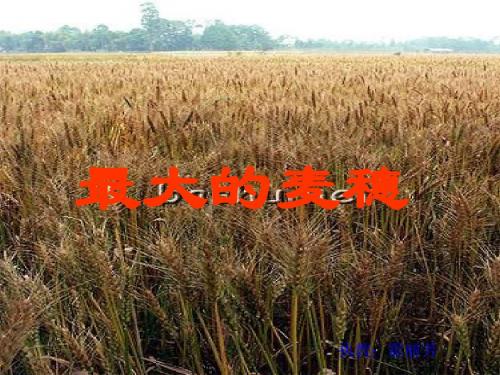 六年级语文最大的麦穗1(201909)