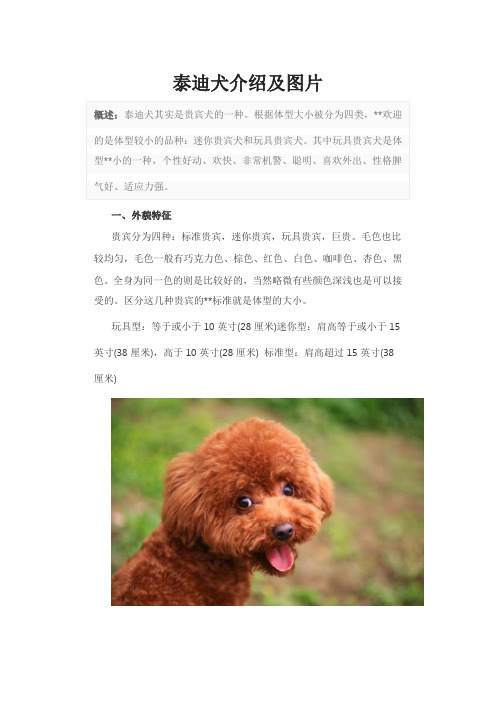 泰迪犬介绍及图片