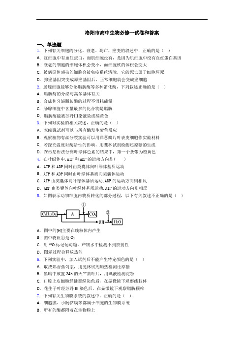 洛阳市高中生物必修一试卷和答案