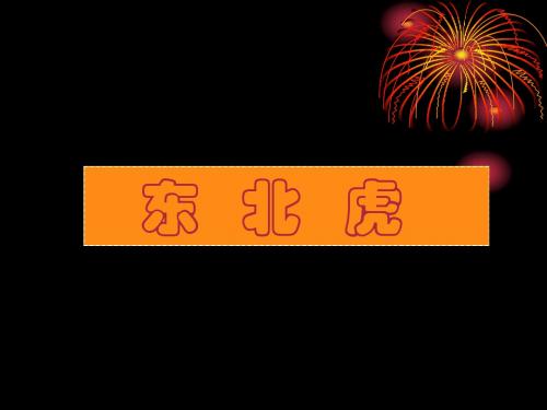 东北虎