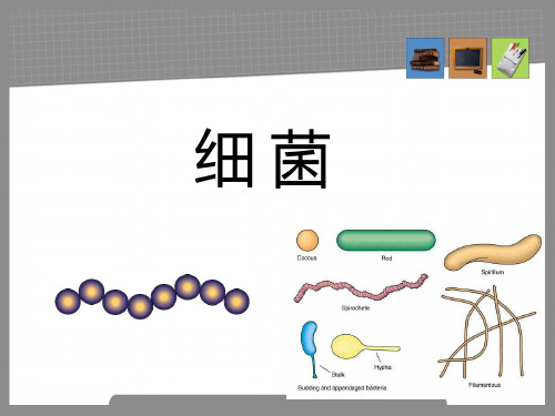 细菌