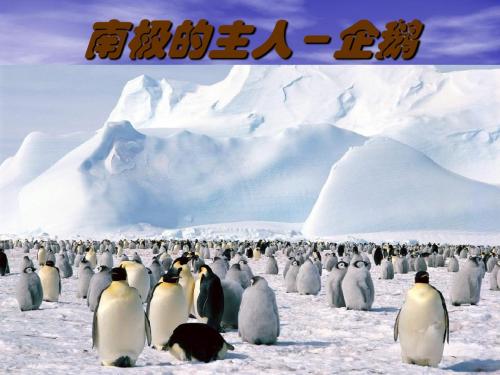 南极的主人-企鹅