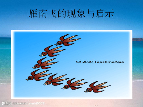 雁南飞的现象与启示