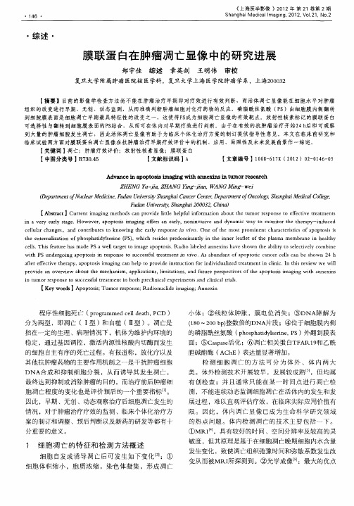 膜联蛋白在肿瘤凋亡显像中的研究进展
