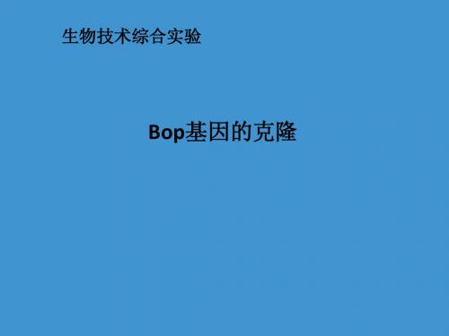 bop基因的克隆