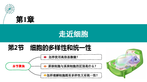 细胞的多样性和统一性(第二课时)-高一生物同步课堂(人教版2019必修1)