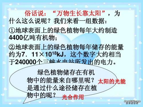 高一生物能量之源—光与光合作用必修_新课标_人教版 2