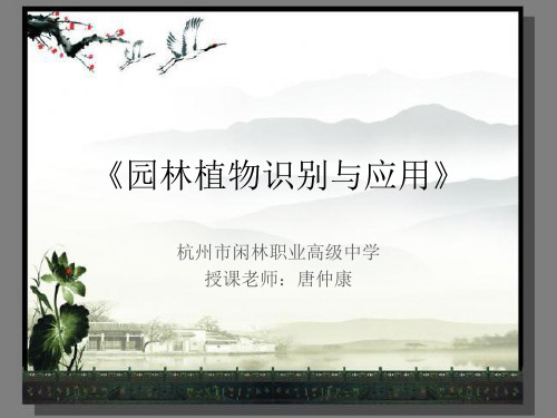 常绿阔叶乔木的识别与应用3模板