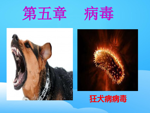 人教版初中生物八上 5.5  病毒 课件  _2ppt