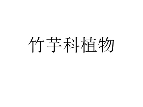 竹芋科植物