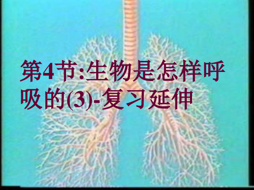 生物是怎样呼吸的(2021年浙教版)