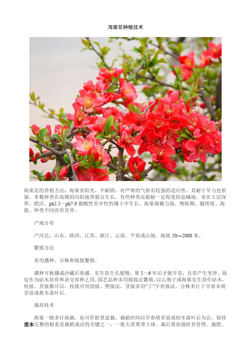 海棠花种植技术