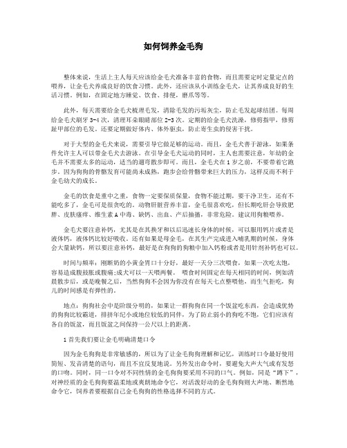 如何饲养金毛狗