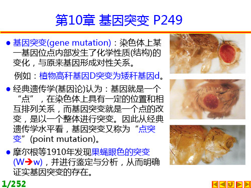 遗传学课件第十章 基因突变