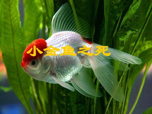 小学六年级科学下册 3.1《小金鱼之死》名师公开课省级获奖课件2 大象版