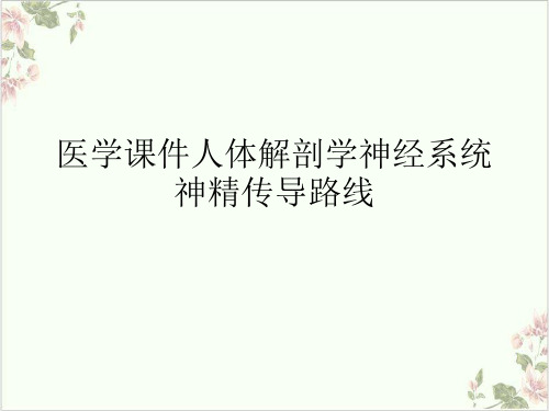 医学课件人体解剖学神经系统神精传导路线PPT.