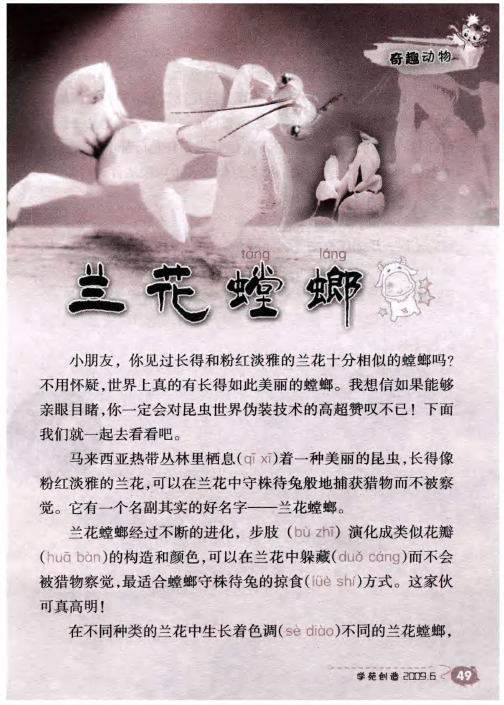 兰花螳螂