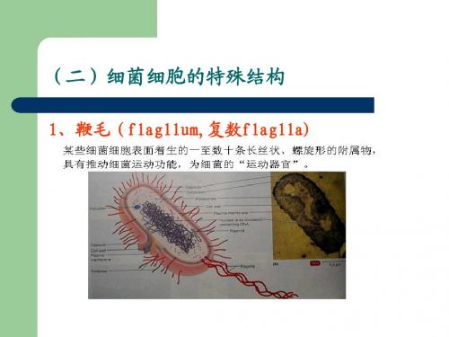 细菌(二)、放线菌