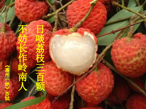南州六月荔枝丹(公开课优秀课件)