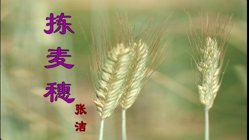 《拣麦穗》