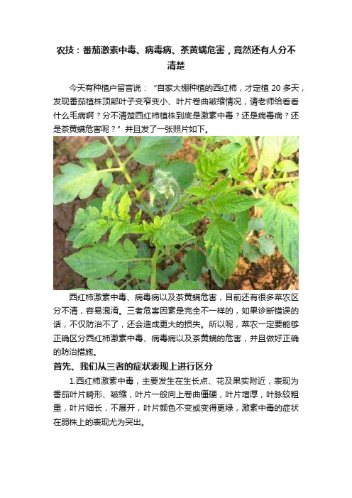 农技：番茄激素中毒、病毒病、茶黄螨危害，竟然还有人分不清楚