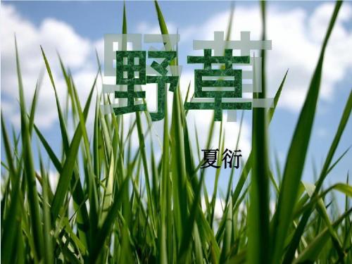 野草课件(北师大版六年级语文下册课件)