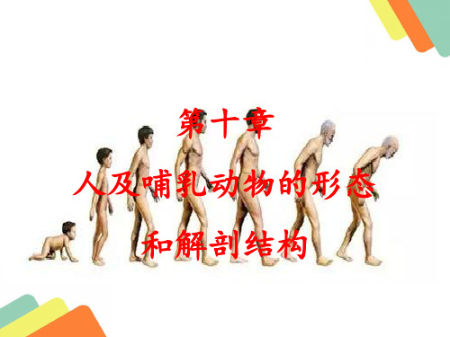 高中生物奥赛讲义第十章 人及哺乳动物的形态和解剖结构