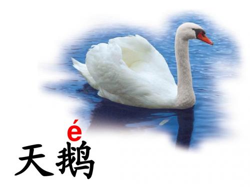 1 看天鹅