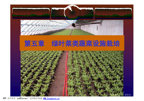 课件 芹菜设施栽培技术