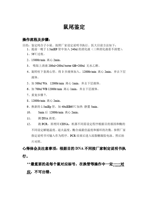 鼠尾鉴定-纯合子鼠鉴定