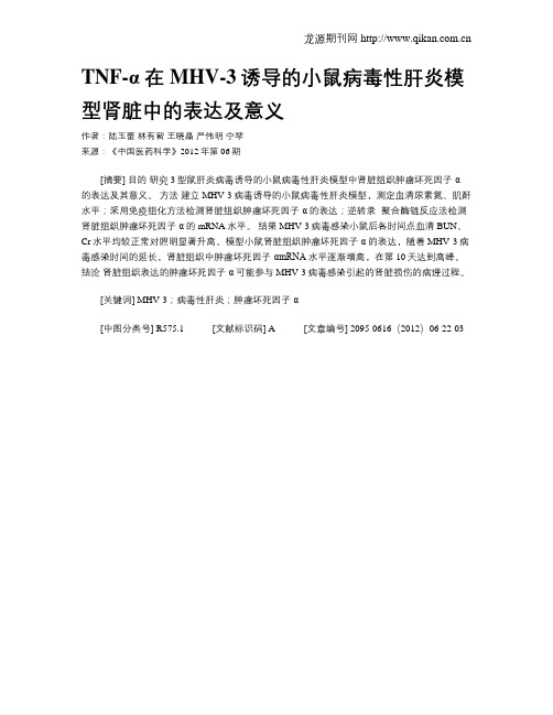 TNF-α在MHV-3诱导的小鼠病毒性肝炎模型肾脏中的表达及意义