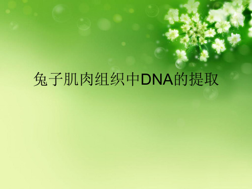 肌肉组织中DNA的提取
