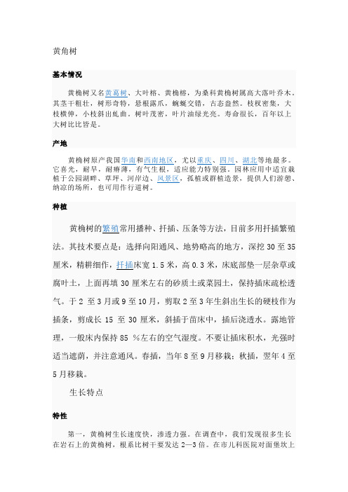 黄角树