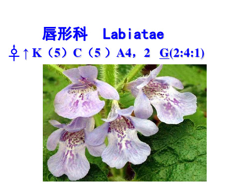 唇形科
