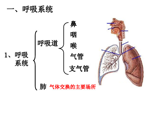 呼吸、消化、循环、泌尿系统ppt